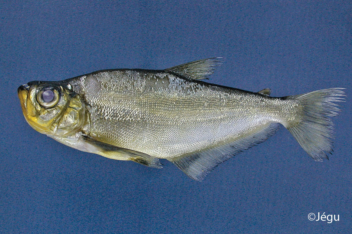 Roestes molossus (Kner, 1858)